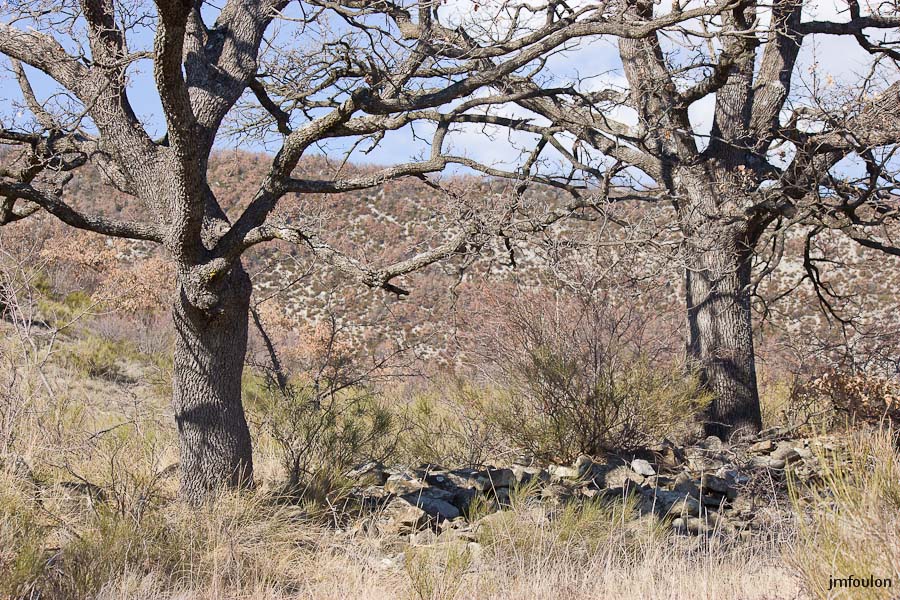 marnes-houlettes -015.jpg - Chênes blancs